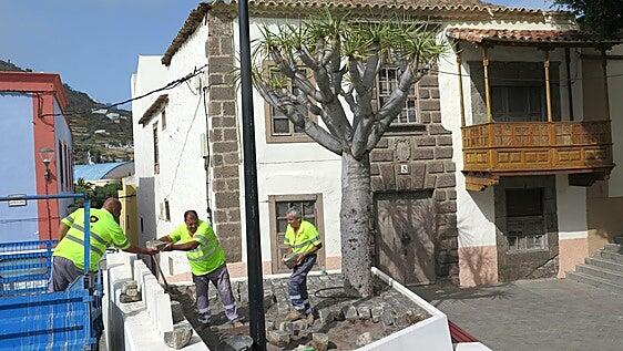 El Ayuntamiento de Guía inicia la recuperación del drago ubicado delante de la Casa de los Quintanas