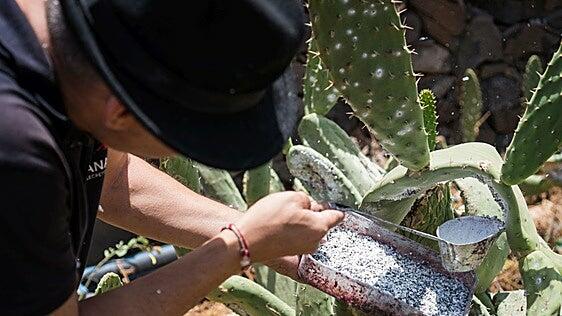 La cochinilla de Gran Canaria suma otro premio