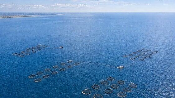 Canarias vigilará sus granjas marinas con inteligencia artificial y robots