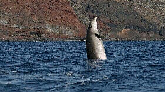 La ULPGC estudia el silencio submarino y la presencia de cetáceos al sur de El Hierro