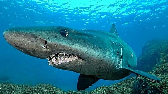 Un proyecto europeo busca proteger a tiburones y rayas en Canarias, donde el 45% de las especies está amenazado