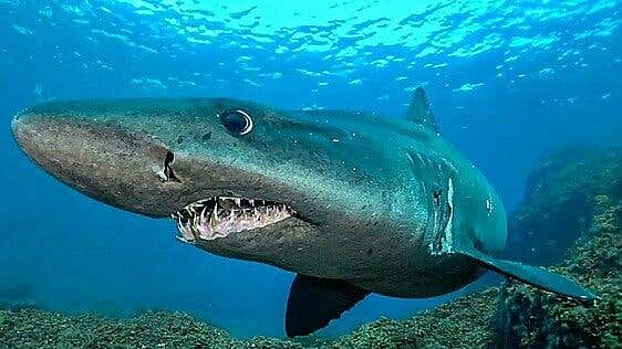 Un proyecto europeo busca proteger a tiburones y rayas en Canarias, donde el 45% de las especies está amenazado