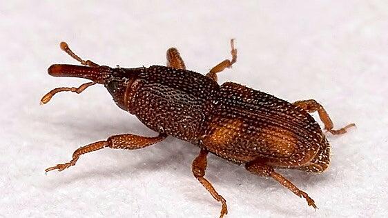 Una plaga exótica viaja de Canarias a Andalucía y las autoridades vigilan su predilección por los aguacates
