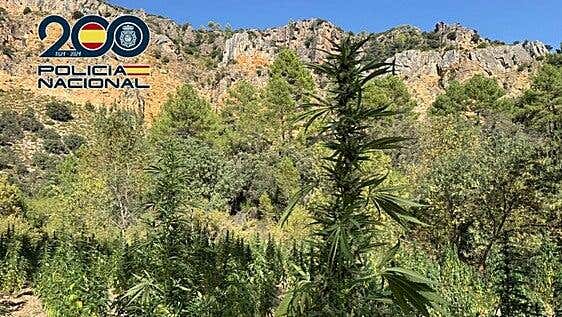 Desmanteladas dos plantaciones de marihuana en zonas de montaña de difícil acceso en Cuenca