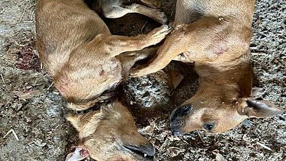 Detenido un hombre en Valsequillo por matar a dos perros a tiros con una carabina