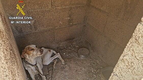 Detenido un vecino de Granadilla de Abona tras hallar 49 perros en condiciones de abandono