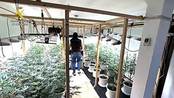 Cae una plantación de marihuana en Tacoronte: dos detenidos y más de mil euros incautados